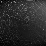 Spider web