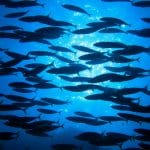 shoal swarm intelligence